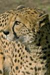 Gepard