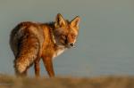 Fuchs