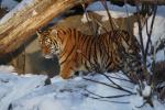 Sibirischer Tiger 1