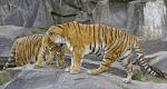 Tigerfamilie1