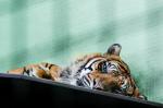 Panthera tigris_v2