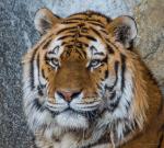 Tigerportrait