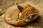 Firefox