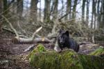 Wildpark Eifel 10