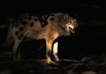 Sonne-Schatten=Tupfenwolf