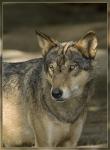 Wolfs Revier II ;-)