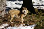 Wolf - Nationalpark Bayerischer Wald