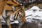 Tiger im Schnee 4