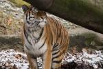 Tiger im Schnee 5