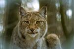 Luchs mit Pentacon 200/F4