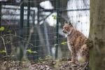 Luchs Zoo Dortmund