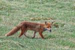 Fuchs mit Beute