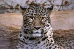 Persischer Leopard