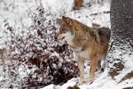 Wolf aus Ludwigsthal