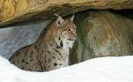 Luchs 2