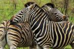 Steppenzebras