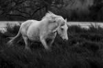 Camargue-Pferd