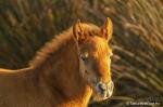 Camargue-Fohlen