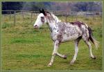 Chiquito 6/7