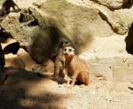 Baby Erdmännchen im Duisburger Zoo