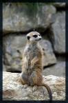 Posing....
