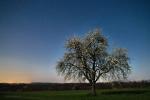 Baum bei Nacht statt Plejaden