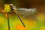 Nepal-Libelle