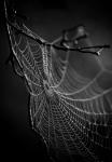 Spinnennetz- neu