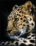 Amurleopard