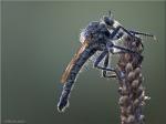 Robber-Fly