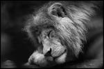 the lions sleep tonight ^^