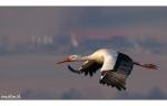 Storch im Flug (v3)