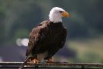 Weißkopfseeadler schaut gierig