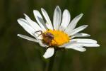 Spinne auf Blume