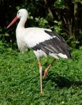 Storch