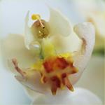 Mini-Orchidee - aufgepeppt und ...