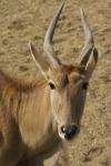 Antilope2