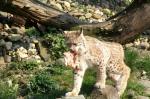 Luchs