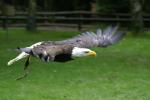 Weißkopfseeadler im Vorbeiflug III