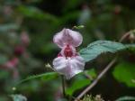 Blüte im Nationalpark