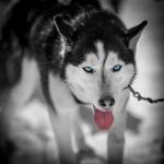 Husky Bi-Colorkey