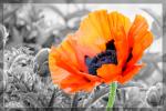 Mohn