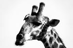 Giraffe mit Madenhacker