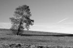 Baum 2