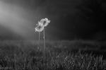 Pusteblume mit trioplan 100mm