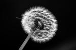 Pusteblume