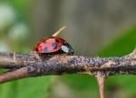 Harmonia axyridis