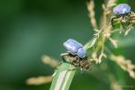 Hoplia coerulea