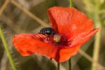 Trauer-Rosenkäfer im Mohn 1