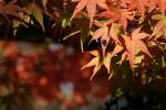 Marienkäfer auf Herbstlaub